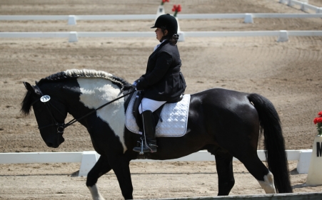 haflinger haflingers dressage ahr dorset dorsets sheep lamb lambs chickens plymouth rock rocks columbian barred silver penciled honeybees honey bees nucs german shepherds border collies michigan akc abca lesperance glaurung mi ohio oh